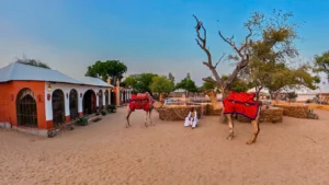 Gallery - Damodra Desert Camp 2 camels at damodra desert camp