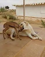 deer and dog at desert camp