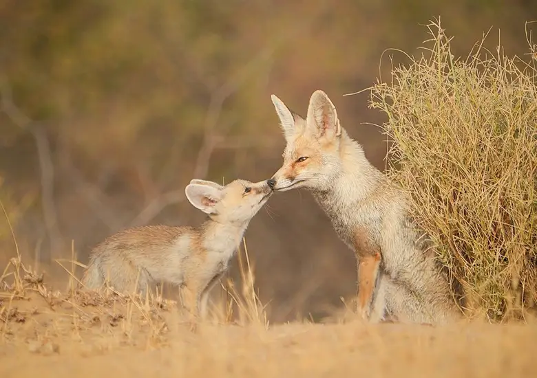 desert wildlife safari jaisalmer
