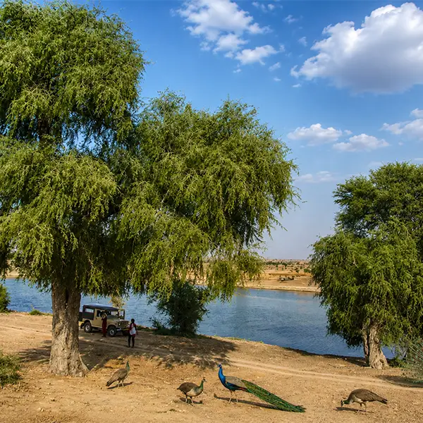 jaseri oasis jaisalmer