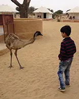 ostrich at damodra desert camp