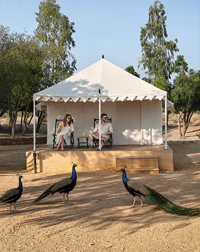 damodra desert camp - stay in luxury with peacocks