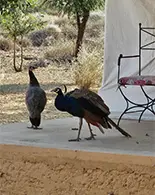 peacocks at damodra desert camp