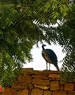 witness peacock during your stay